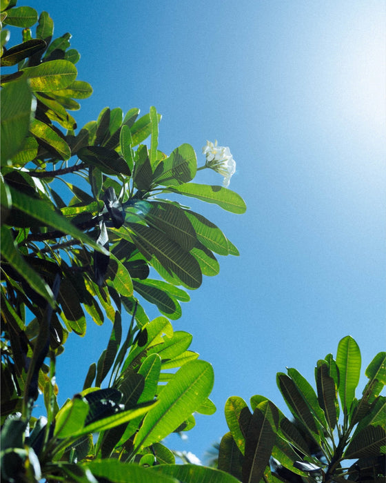 Reaching for the Sun Art Print