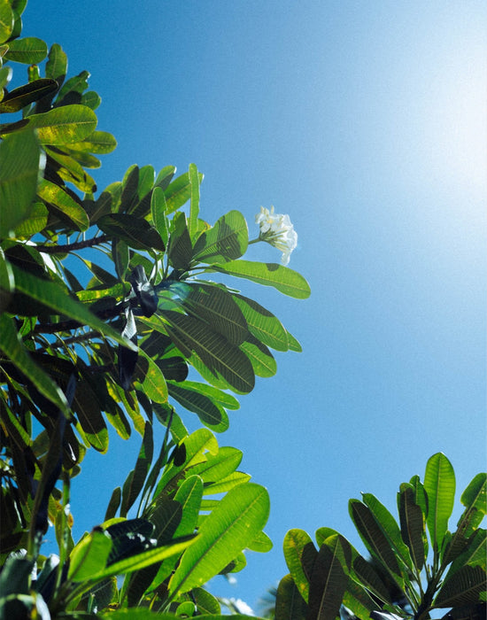 Reaching for the Sun Art Print