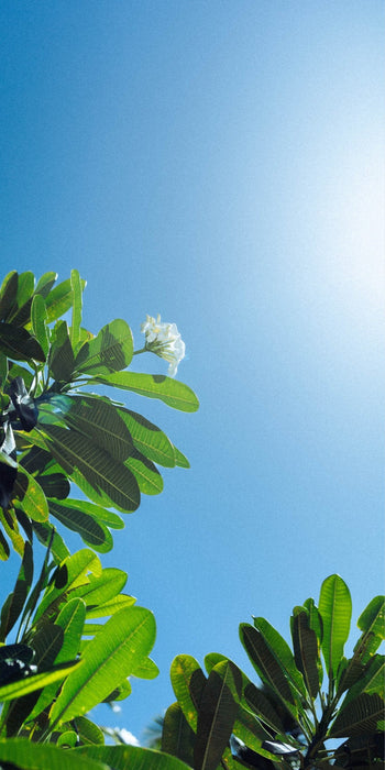 Reaching for the Sun Art Print