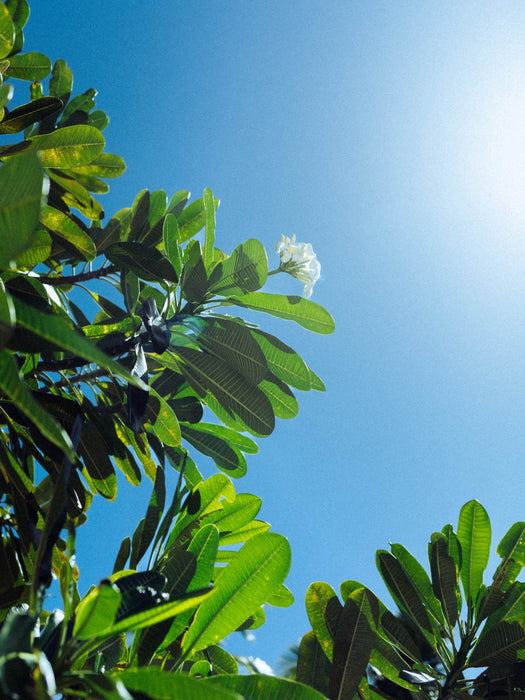 Reaching for the Sun Art Print