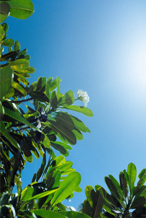Reaching for the Sun Art Print