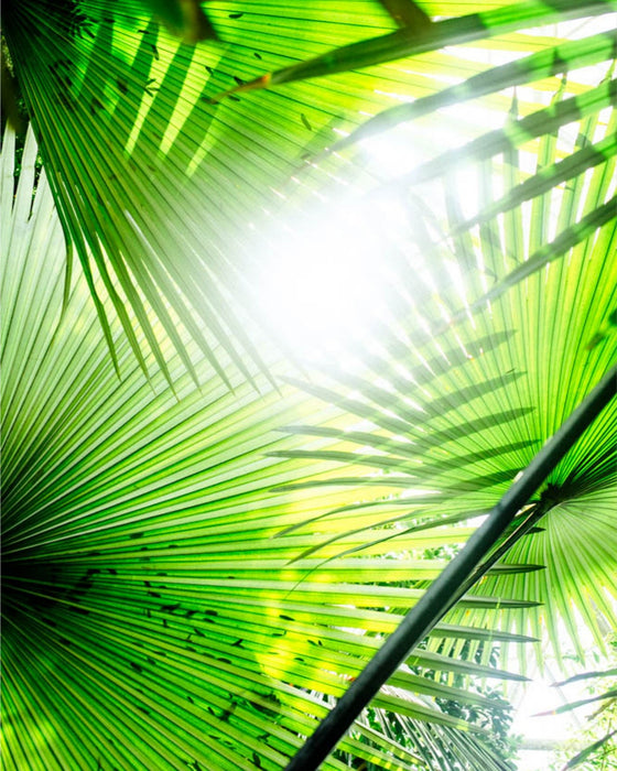 Through the Fronds in the Dome