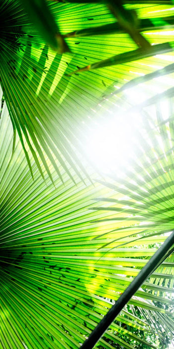 Through the Fronds in the Dome