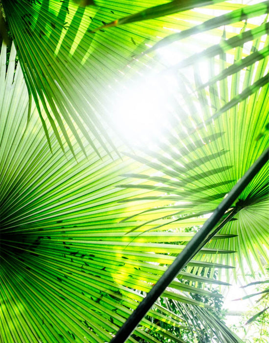 Through the Fronds in the Dome