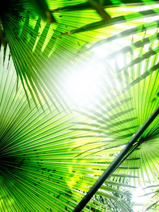 Through the Fronds in the Dome