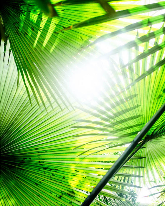 Through the Fronds in the Dome