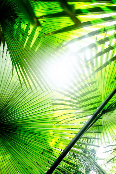 Through the Fronds in the Dome