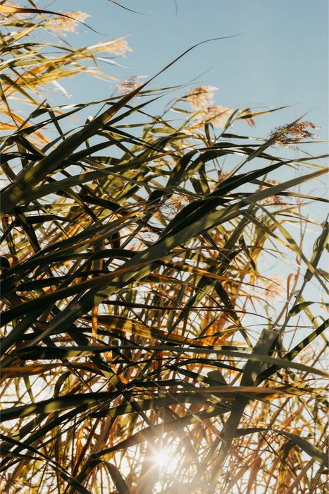 Standing Stalks