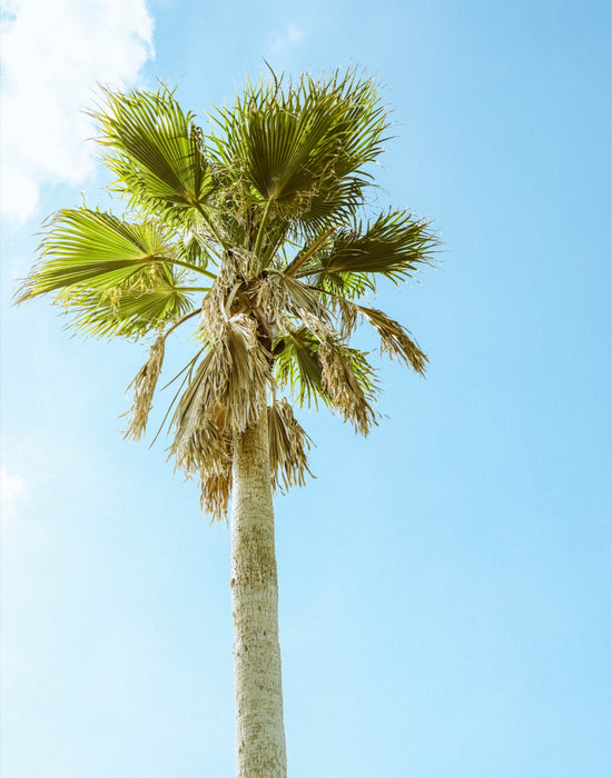 Apopka Palm Standing Tall