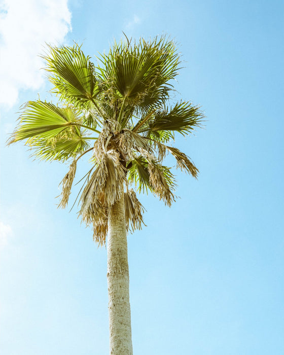 Apopka Palm Standing Tall