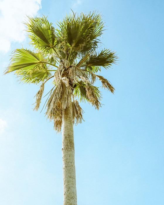 Apopka Palm Standing Tall