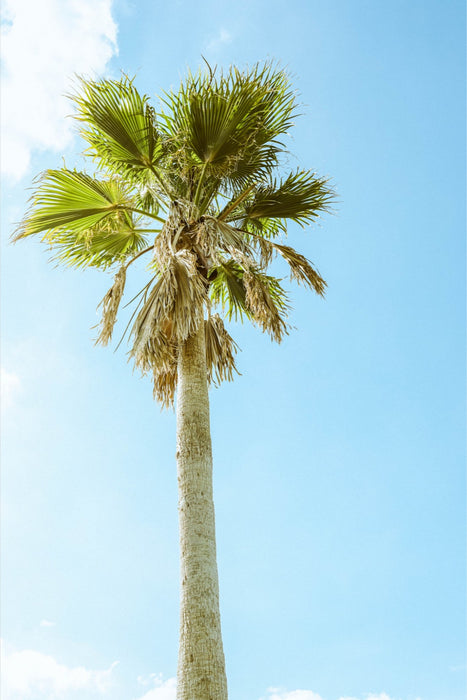 Apopka Palm Standing Tall