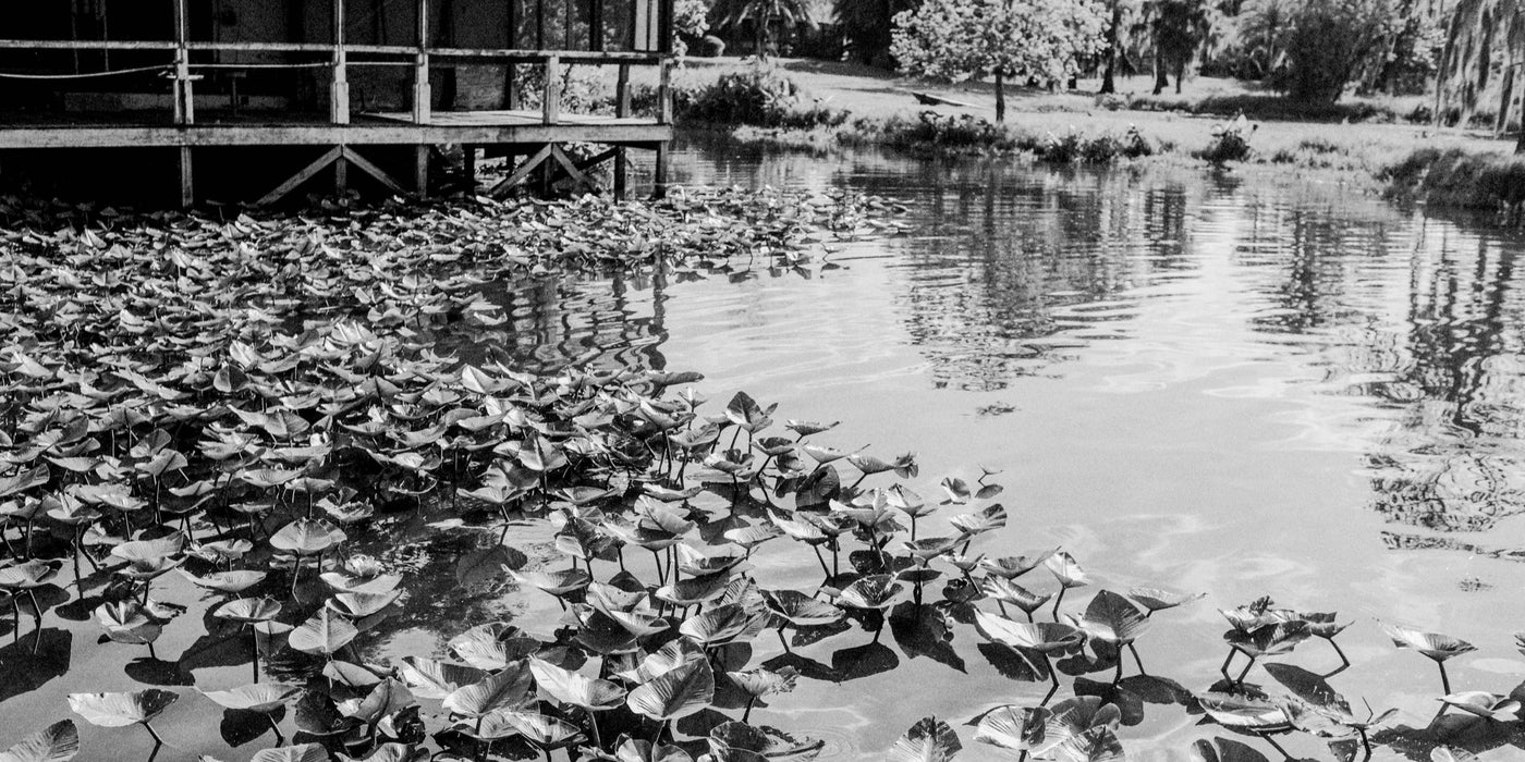 Apopka Waters