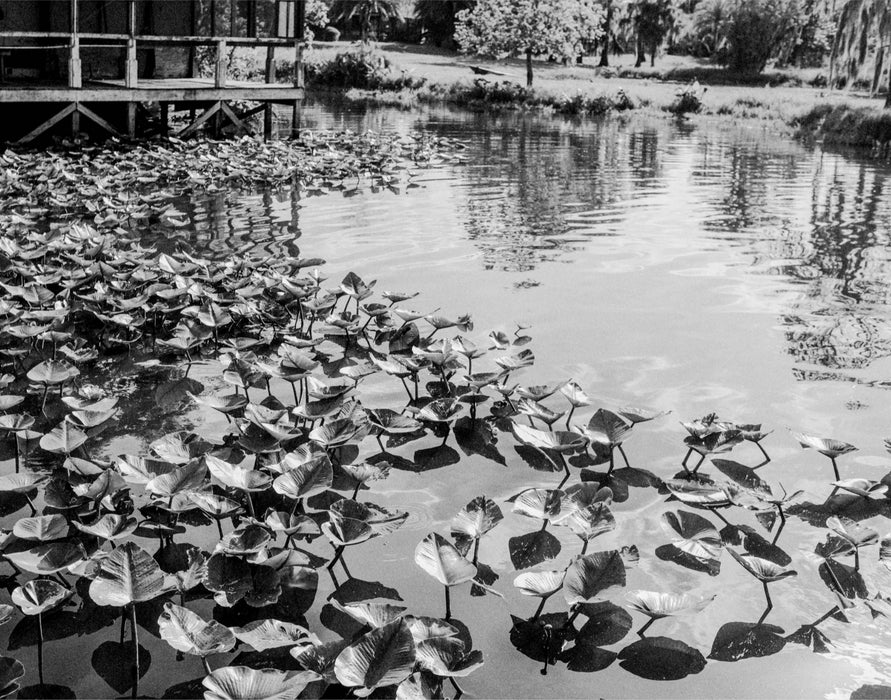 Apopka Waters