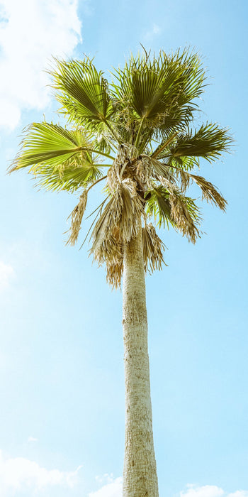 Apopka Palm Standing Tall