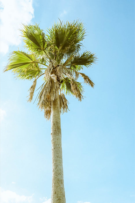 Apopka Palm Standing Tall