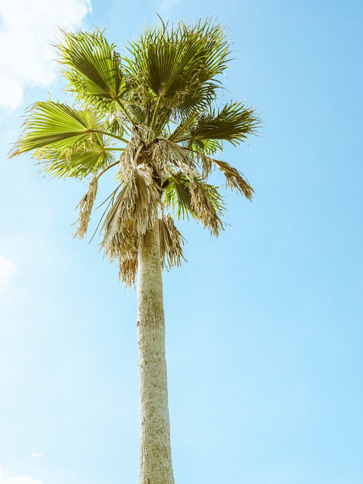 Apopka Palm Standing Tall