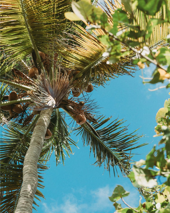 PR Paradise