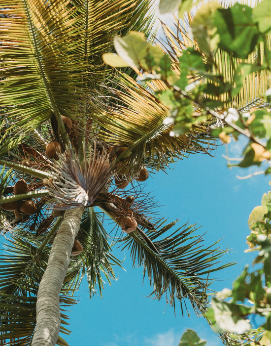 PR Paradise
