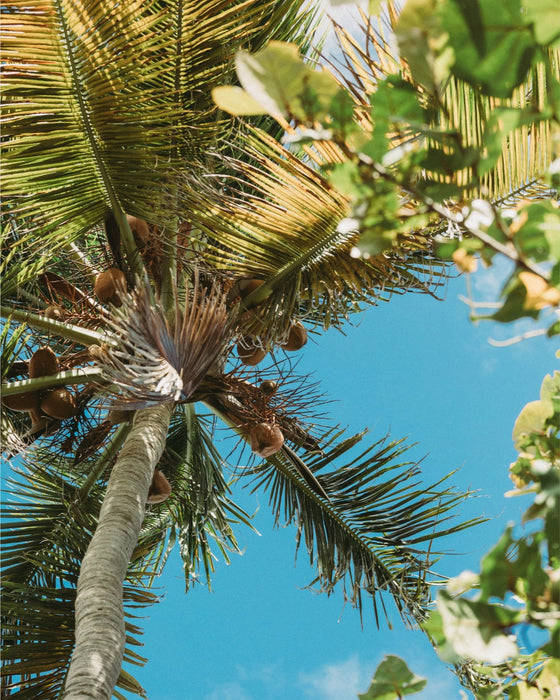 PR Paradise