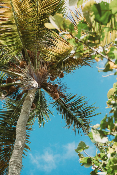 PR Paradise