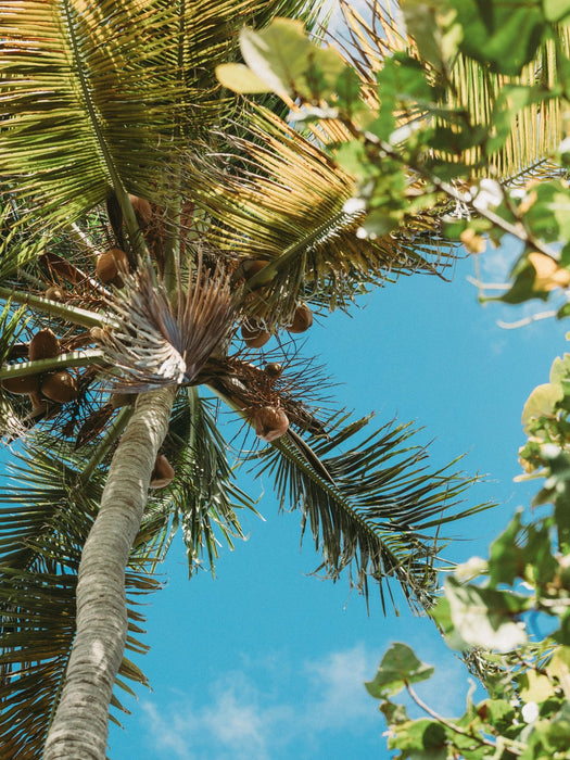 PR Paradise