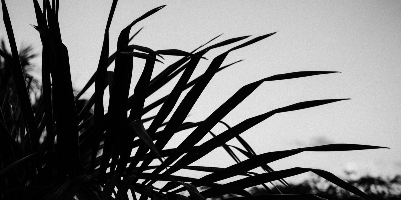 Silhouetted Palm