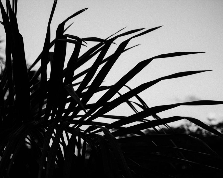 Silhouetted Palm