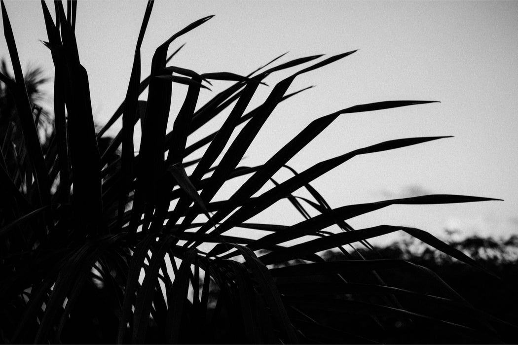 Silhouetted Palm