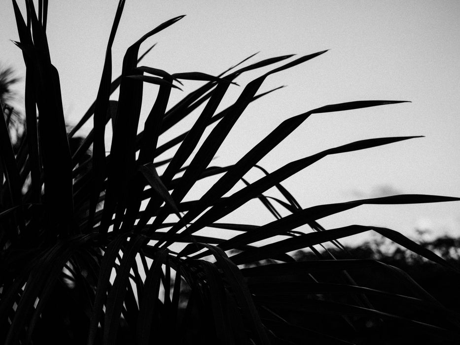 Silhouetted Palm