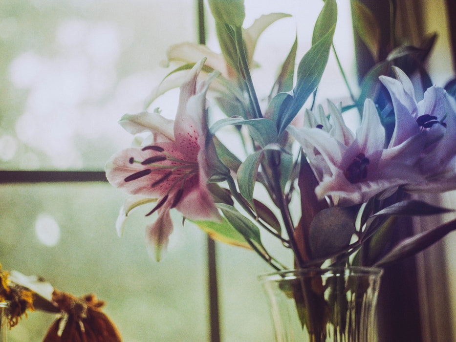 Lilies of Love