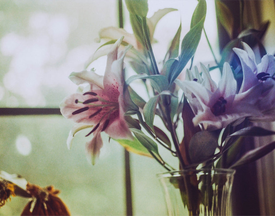 Lilies of Love