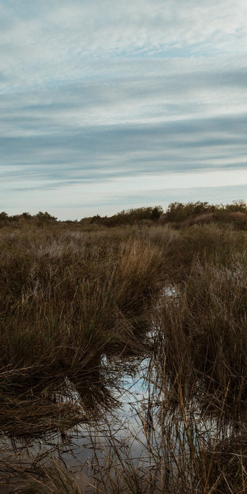 Baytown Marsh