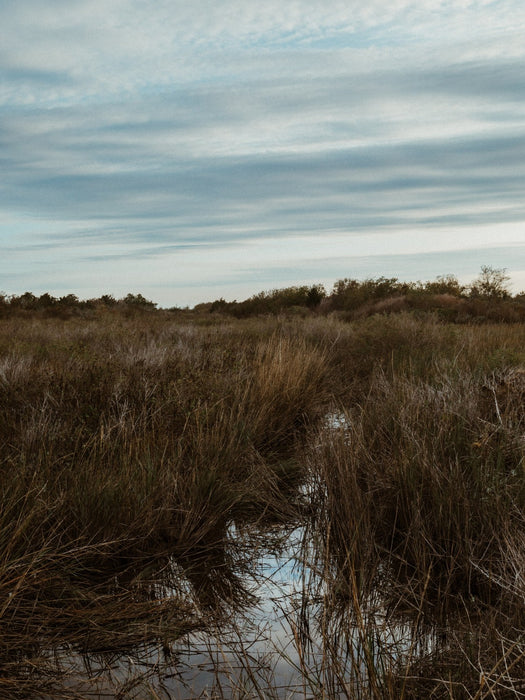 Baytown Marsh
