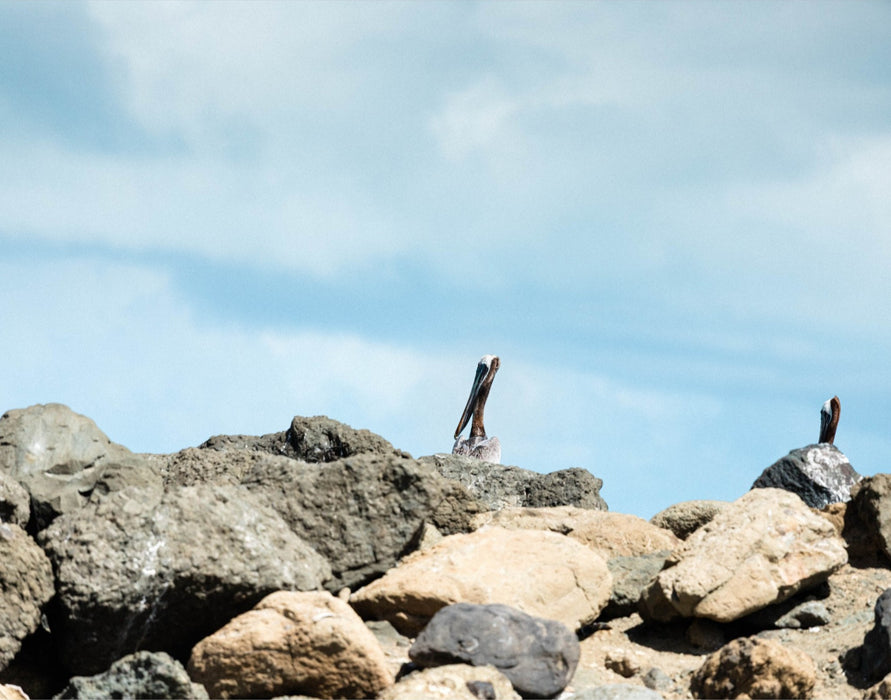 Seabird Roost